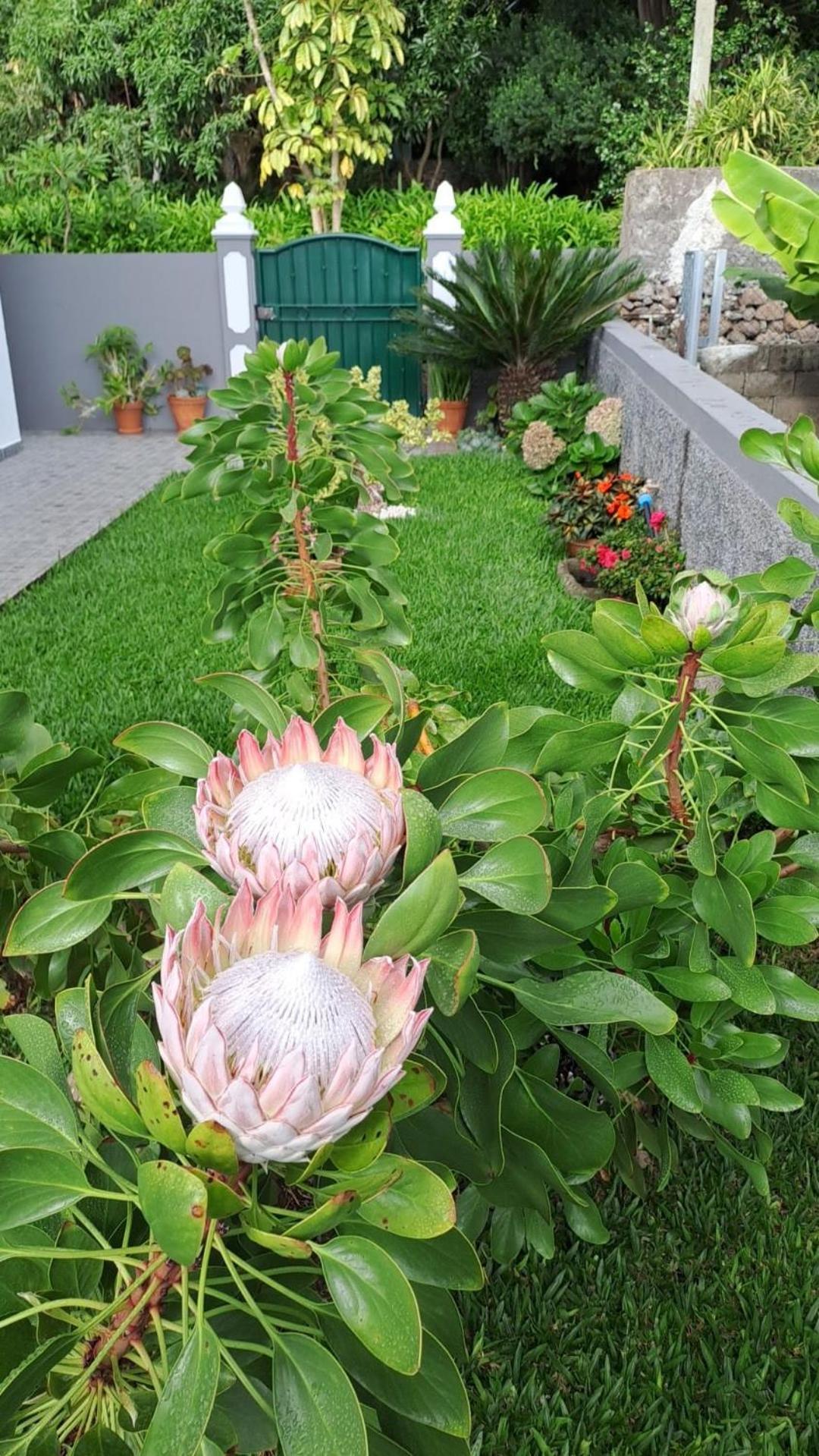 Casa Ventura Villa Arco da Calheta  Eksteriør billede